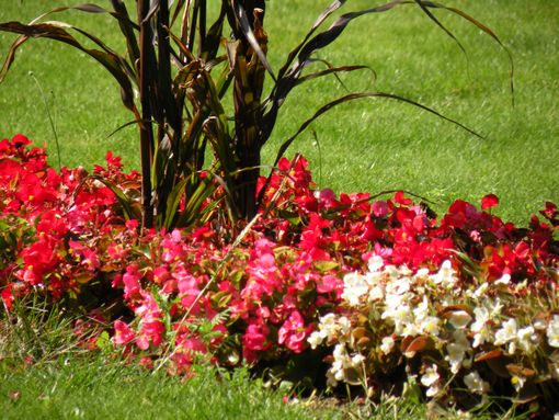  parterre de fleurs, parc de Choisy